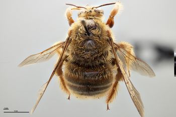 Media type: image;   Entomology 810858 Aspect: habitus dorsal view